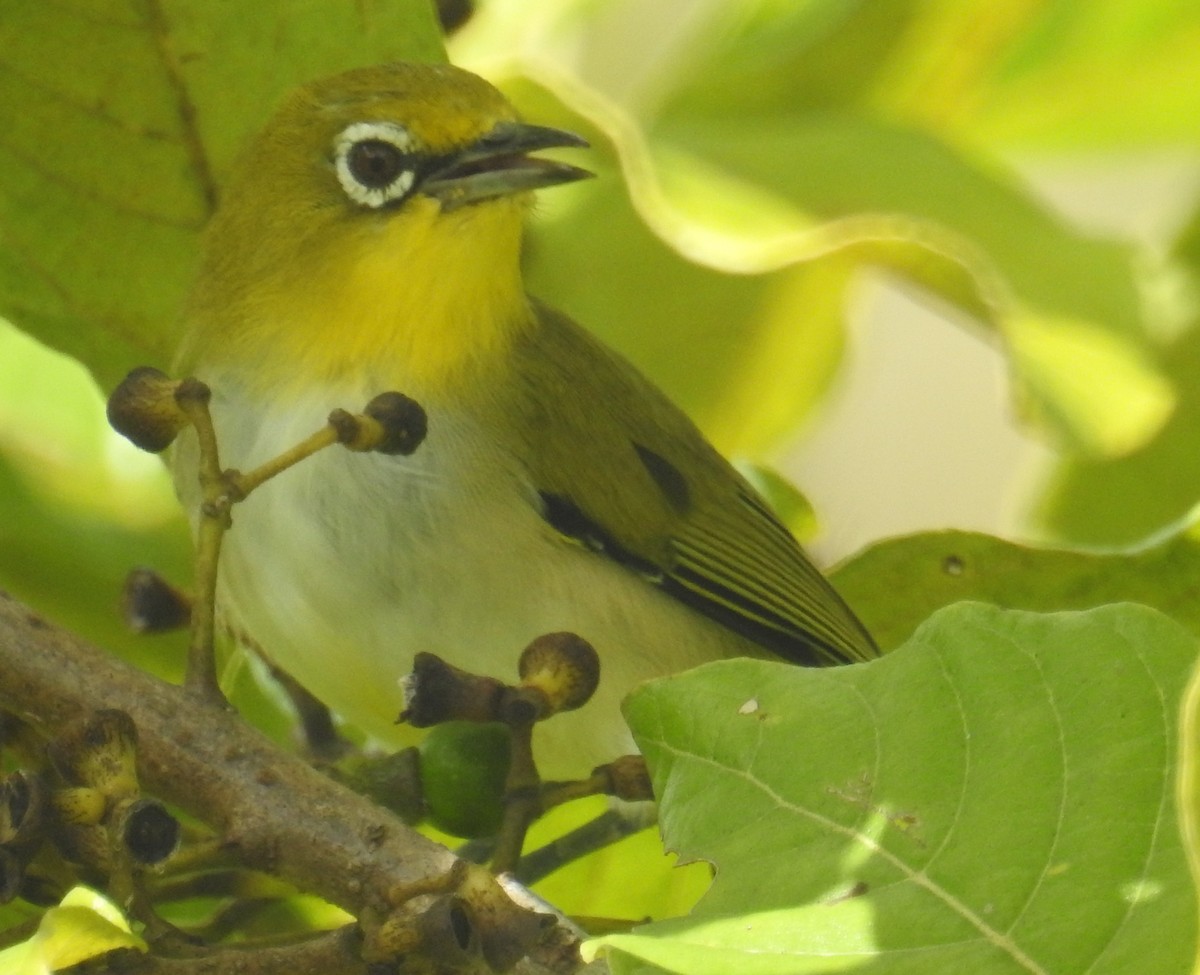 Ashy-bellied White-eye - ML62821911