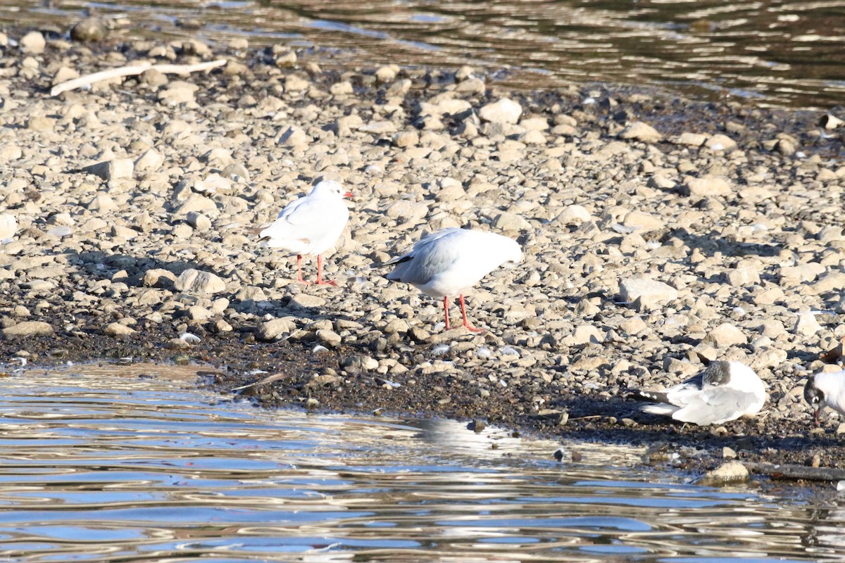 Brown-hooded Gull - ML628219189