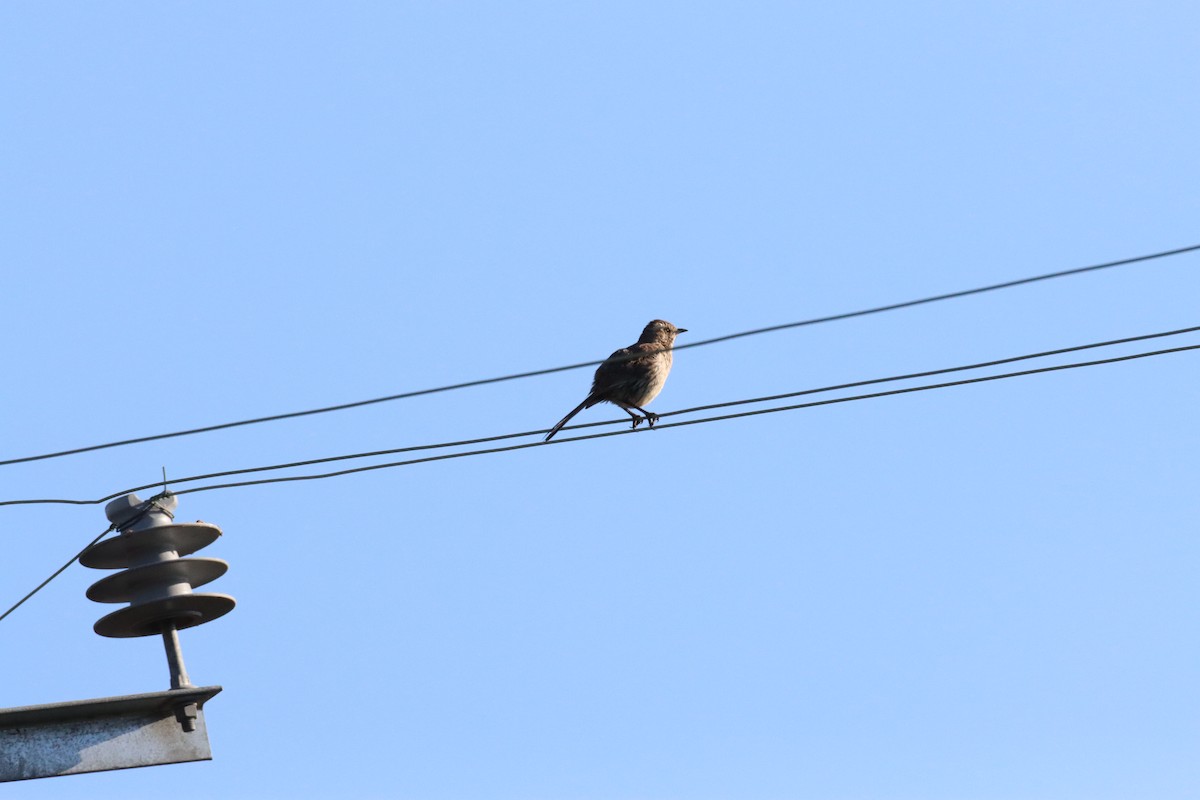 Chilean Mockingbird - ML628219232