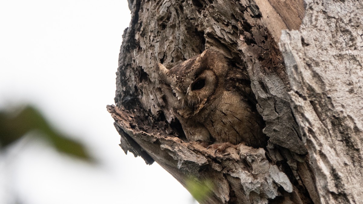 Indian Scops-Owl - ML628219379