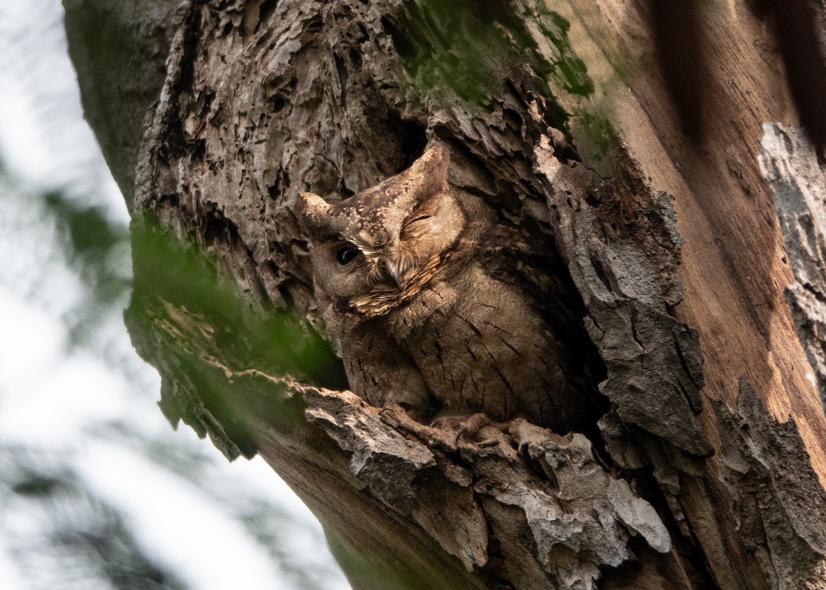 Indian Scops-Owl - ML628219380