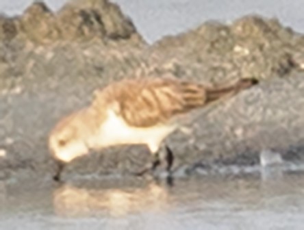 Spoon-billed Sandpiper - ML628219430