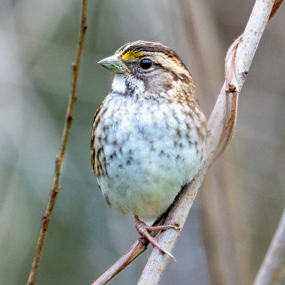 White-throated Sparrow - ML628219668