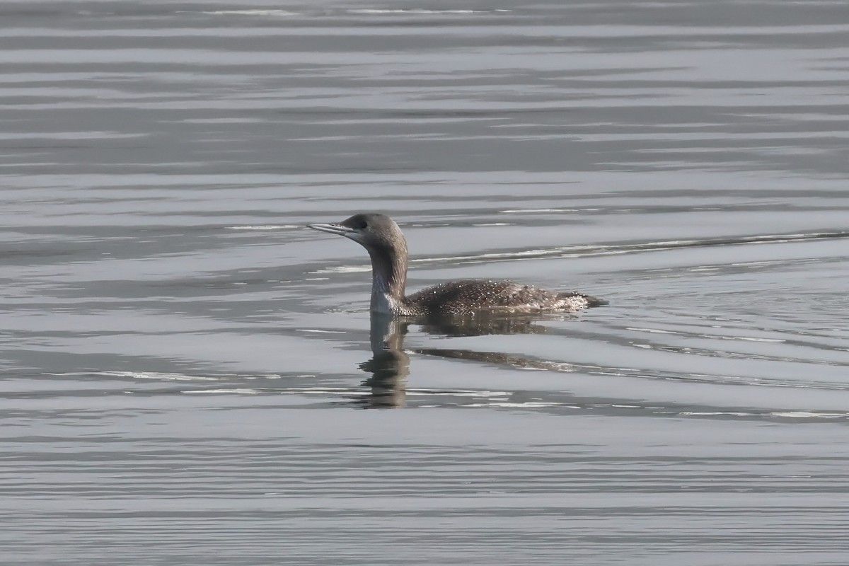 Plongeon catmarin - ML628219795