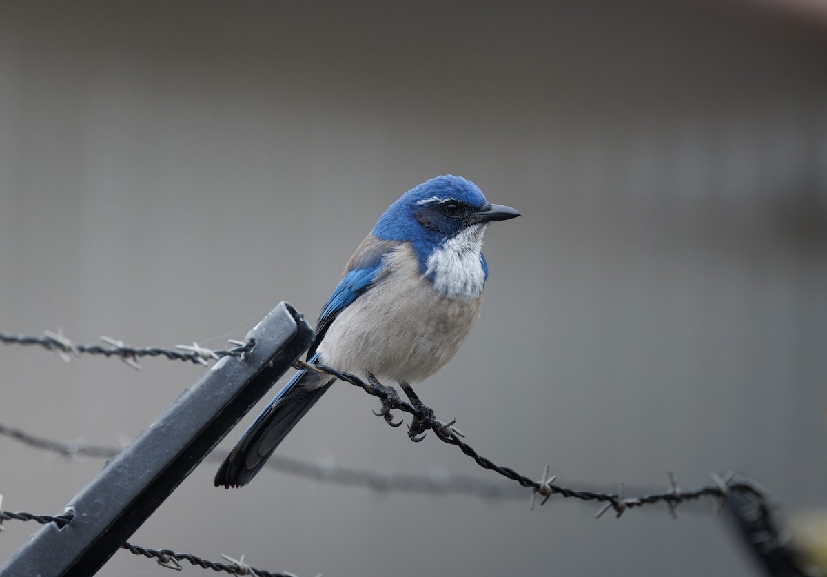 California Scrub-Jay - John Callender