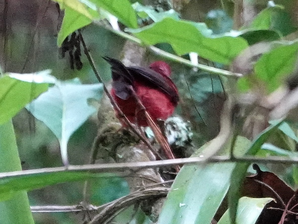 Pink-headed Warbler - ML628220105