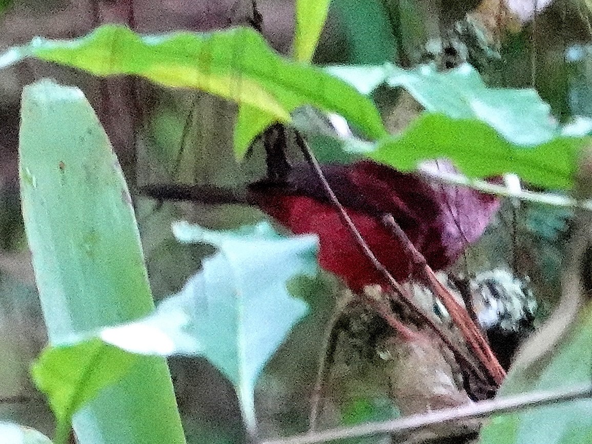 Pink-headed Warbler - ML628220106