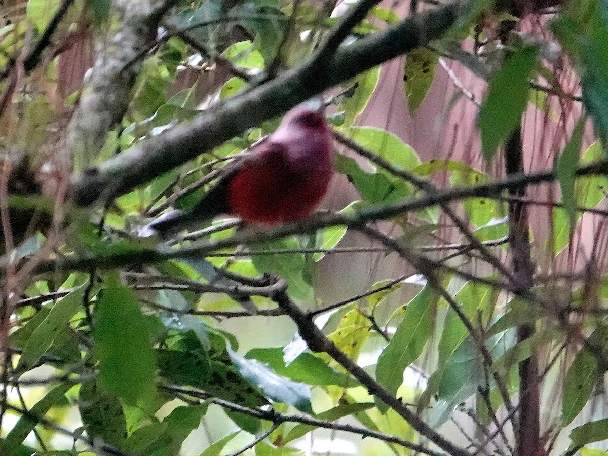 Pink-headed Warbler - ML628220107