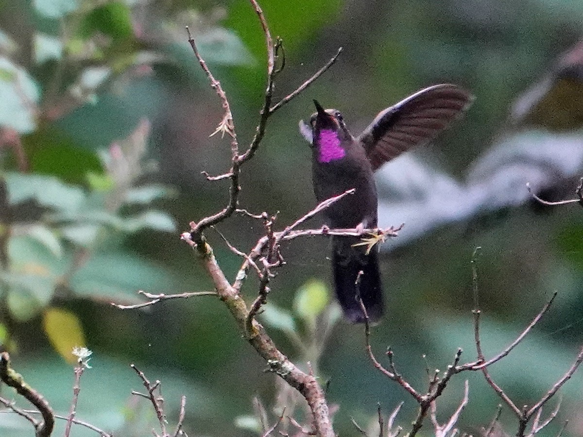 Amethyst-throated Mountain-gem (Amethyst-throated) - ML628220125