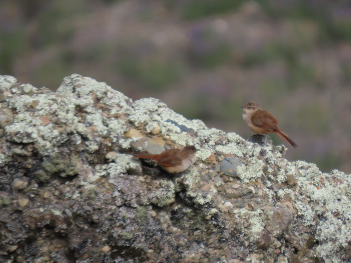 Streak-fronted Thornbird - ML628220163