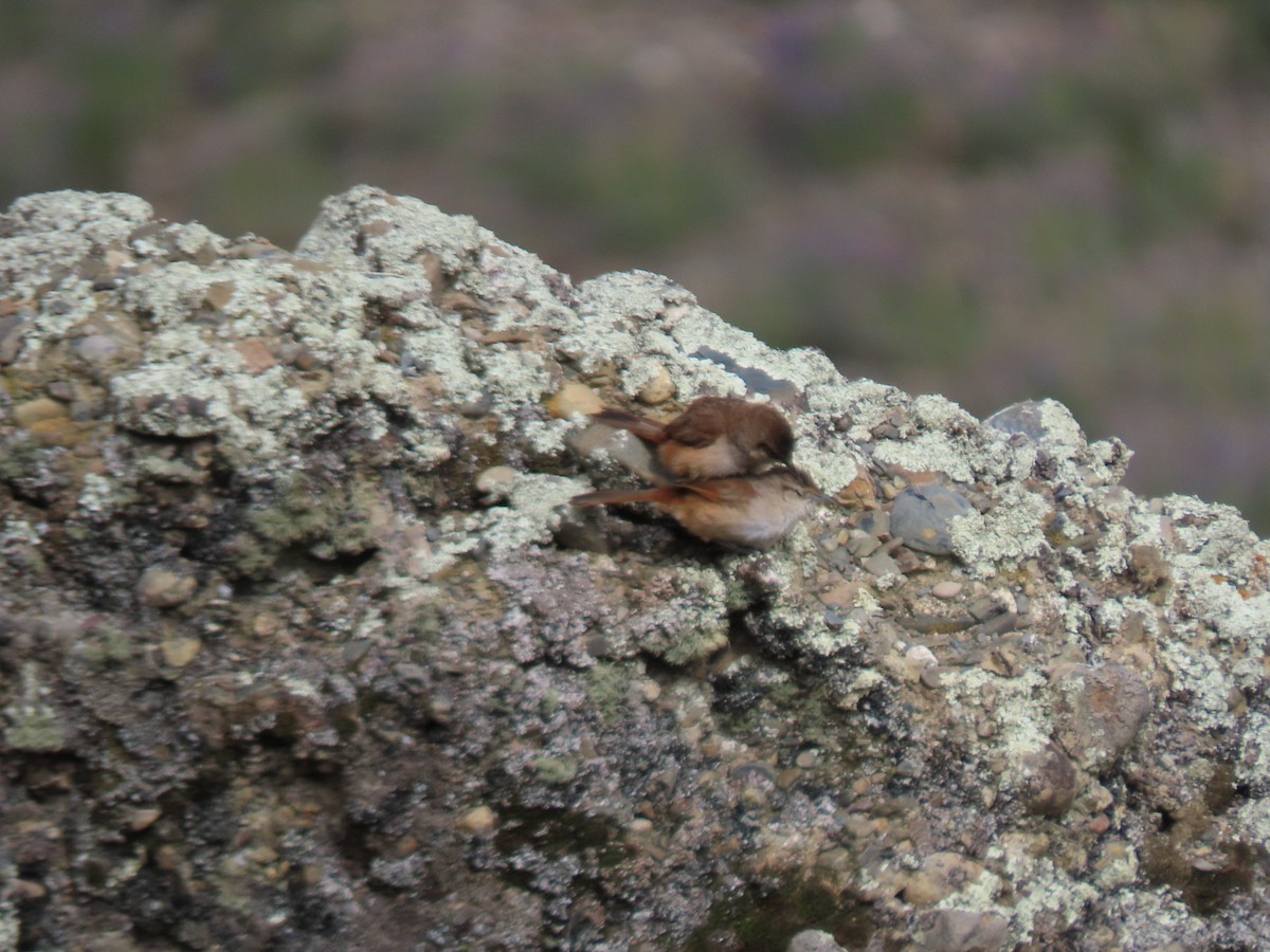 Streak-fronted Thornbird - ML628220164