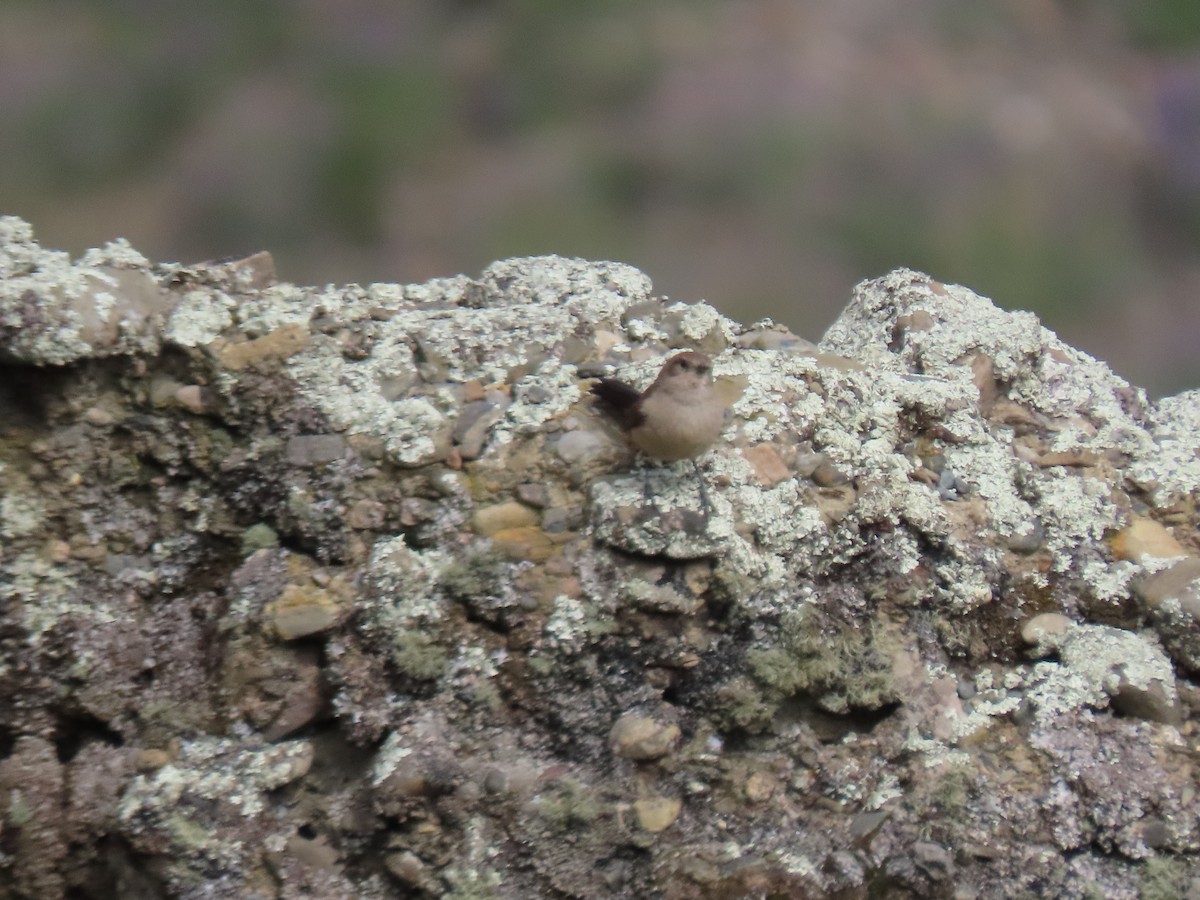 Streak-fronted Thornbird - ML628220166