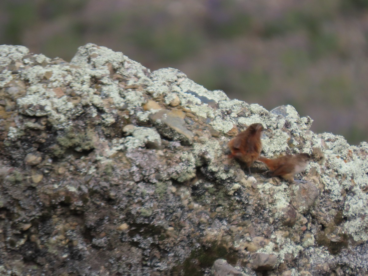 Streak-fronted Thornbird - ML628220167
