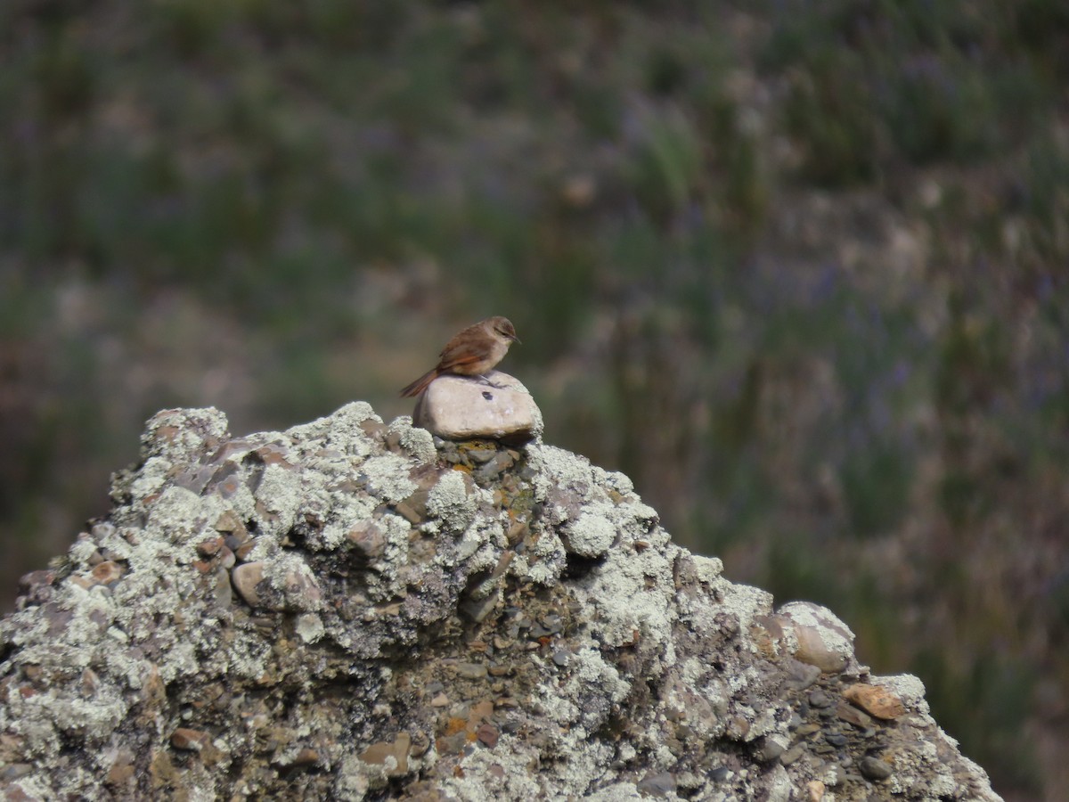 Streak-fronted Thornbird - ML628220168