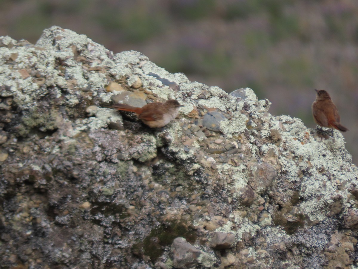 Streak-fronted Thornbird - ML628220172