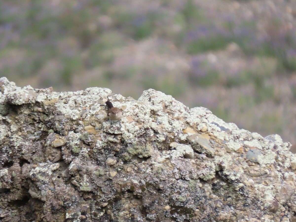 Streak-fronted Thornbird - ML628220174