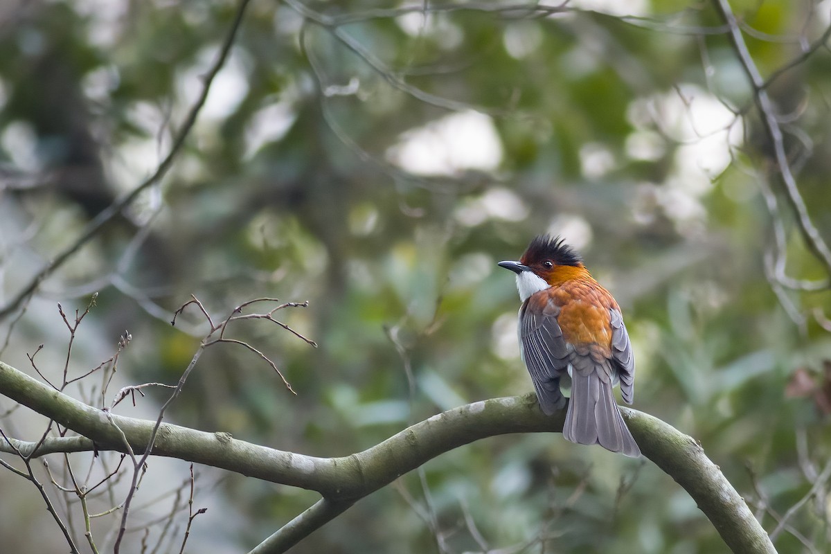 Chestnut Bulbul - ML628220208