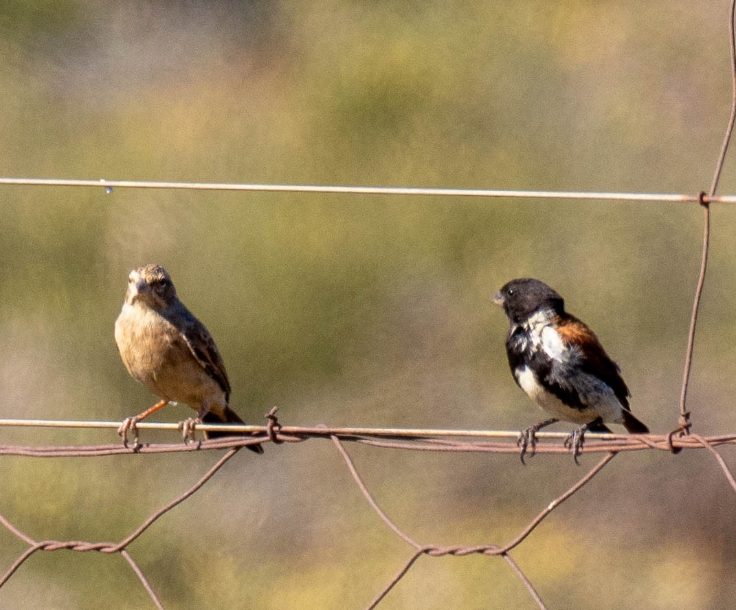 Black-headed Canary - ML628220219