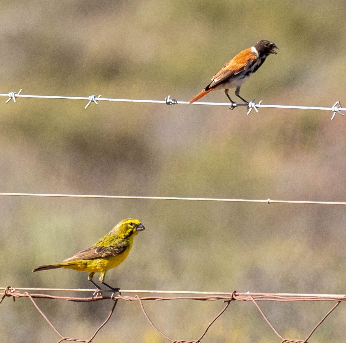 Black-headed Canary - ML628220220