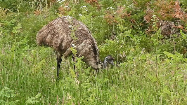 Emu - ML628220273