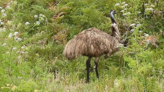 Emu - ML628220274
