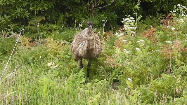 Emu - ML628220279