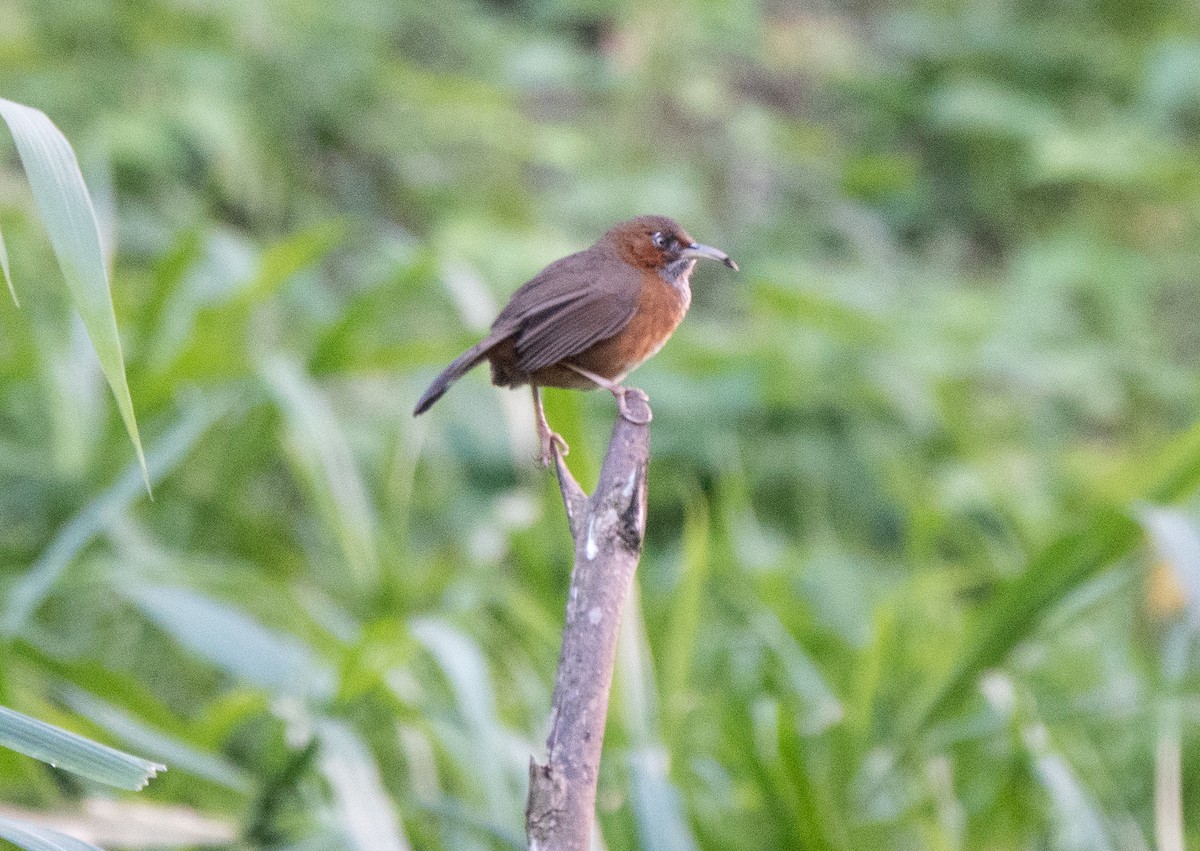 Rusty-cheeked Scimitar-Babbler - ML628220303