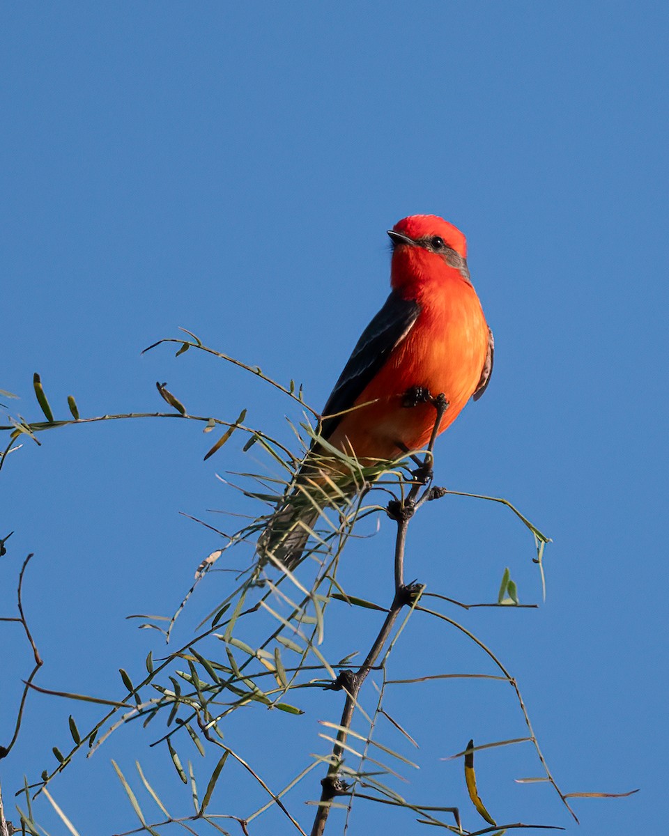 Mosquero Cardenal - ML628220383