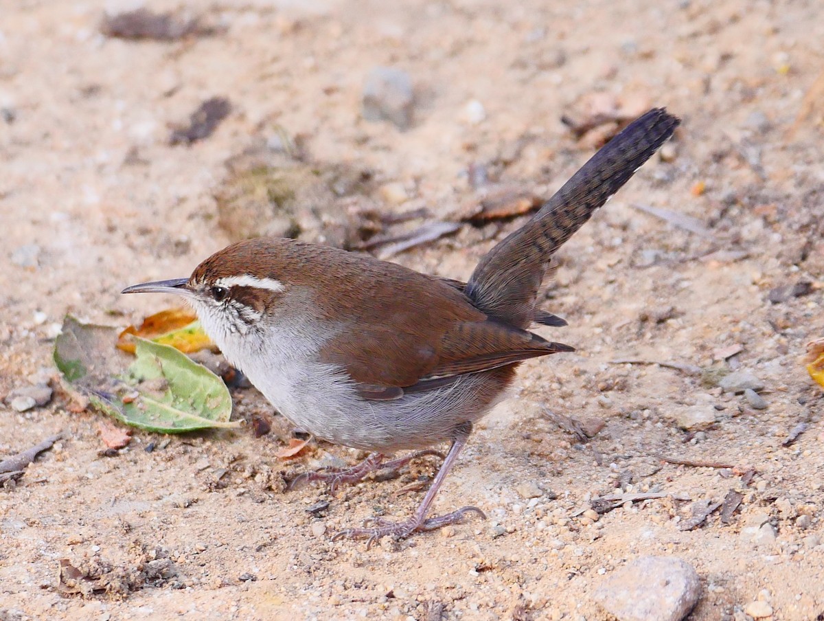 Bewick's Wren - ML628220500