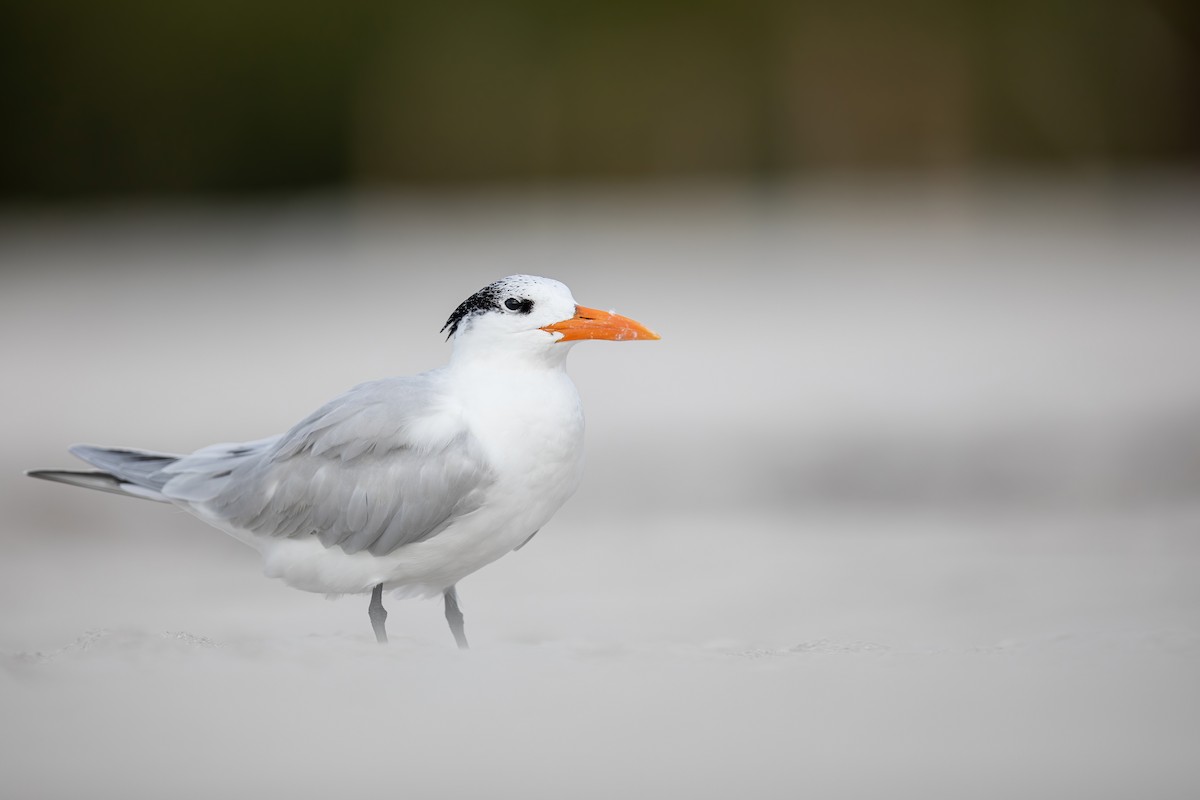 Royal Tern - ML628220594