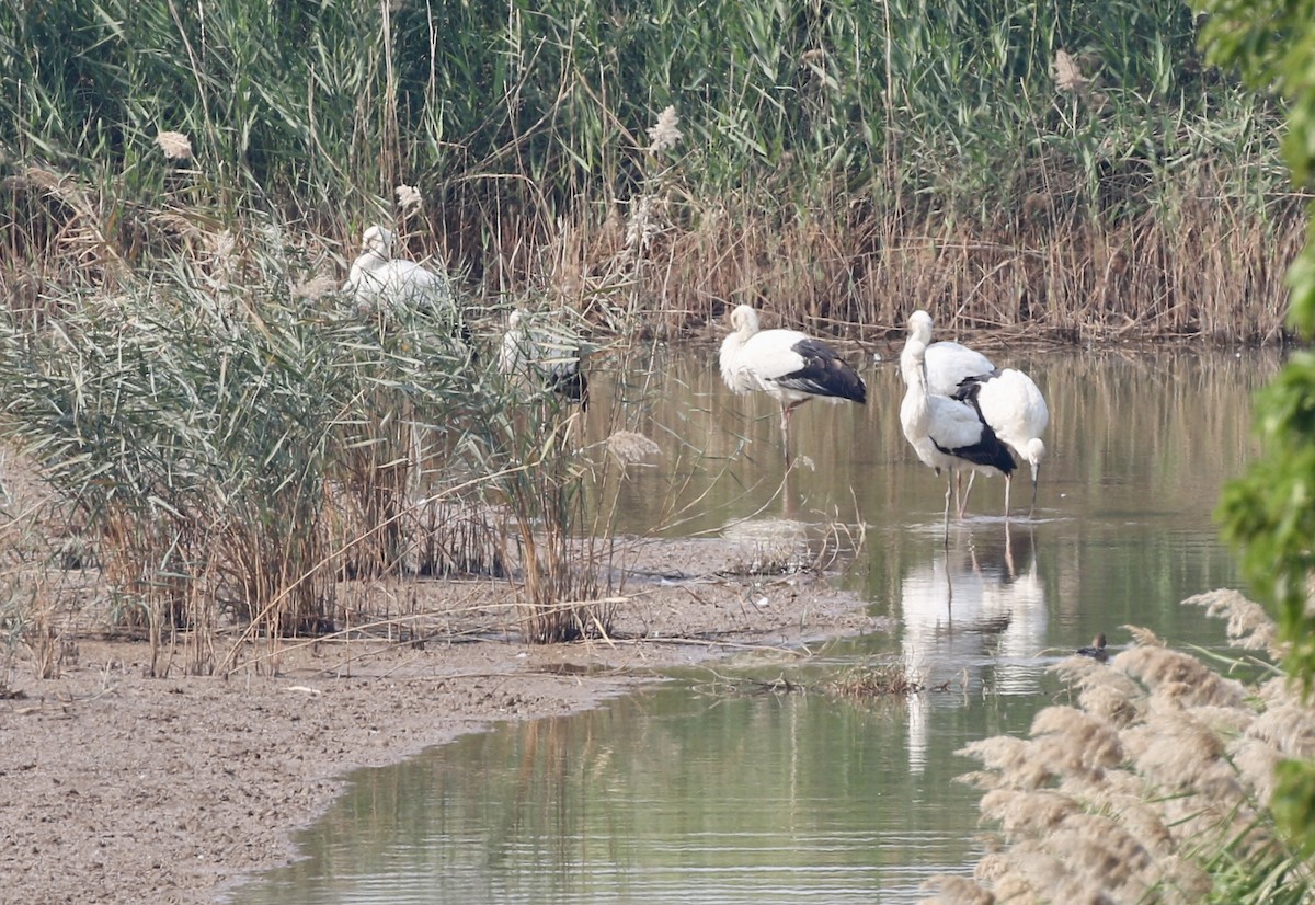 Oriental Stork - ML628220762