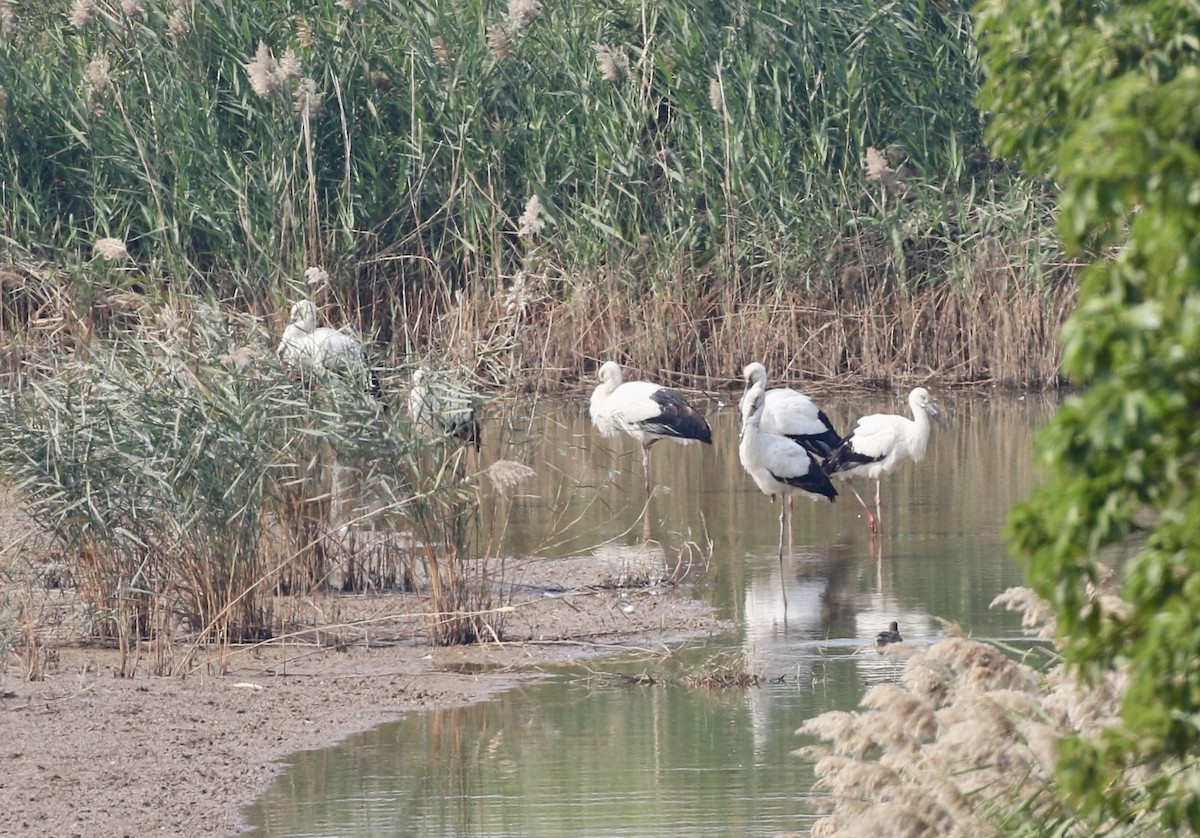 Oriental Stork - ML628220763