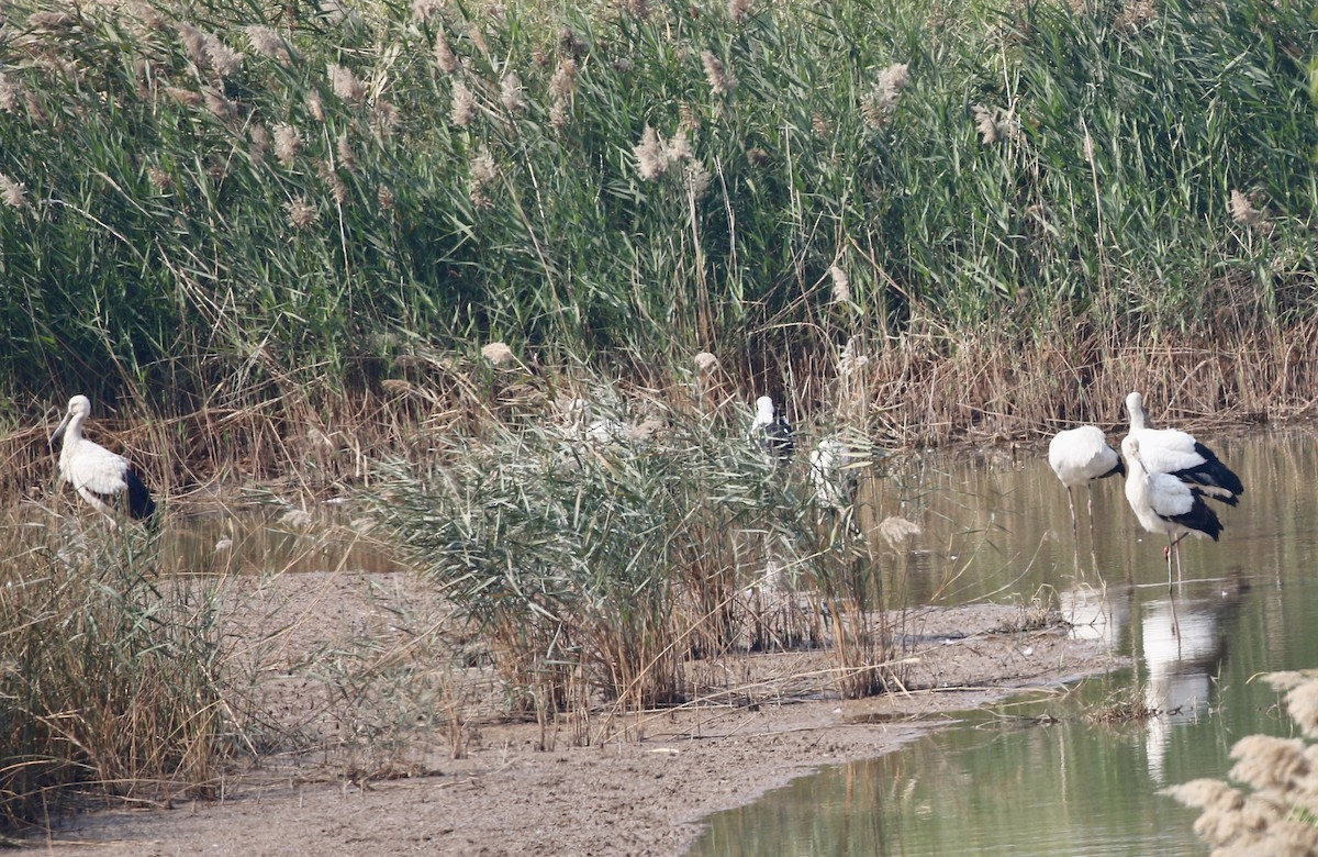 Oriental Stork - ML628220764