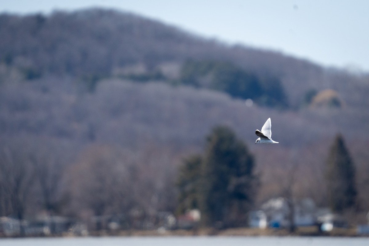 Little Gull - ML628220775