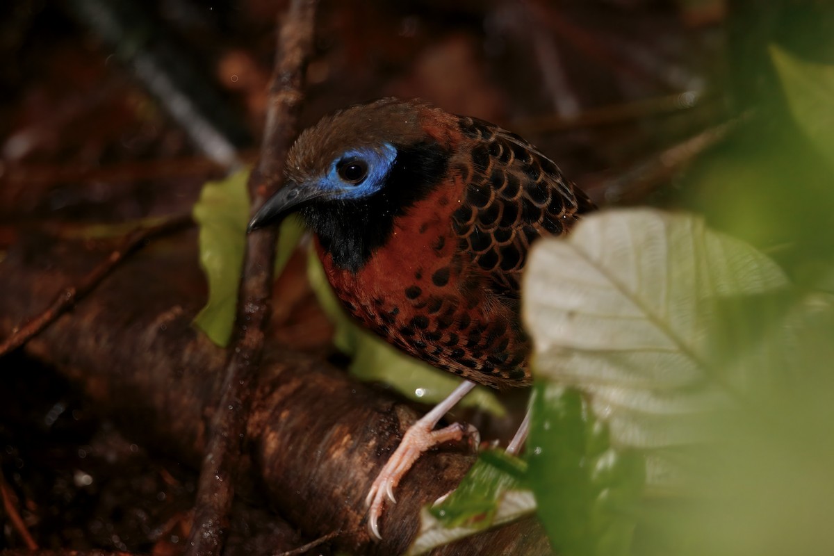 Ocellated Antbird - ML628220871