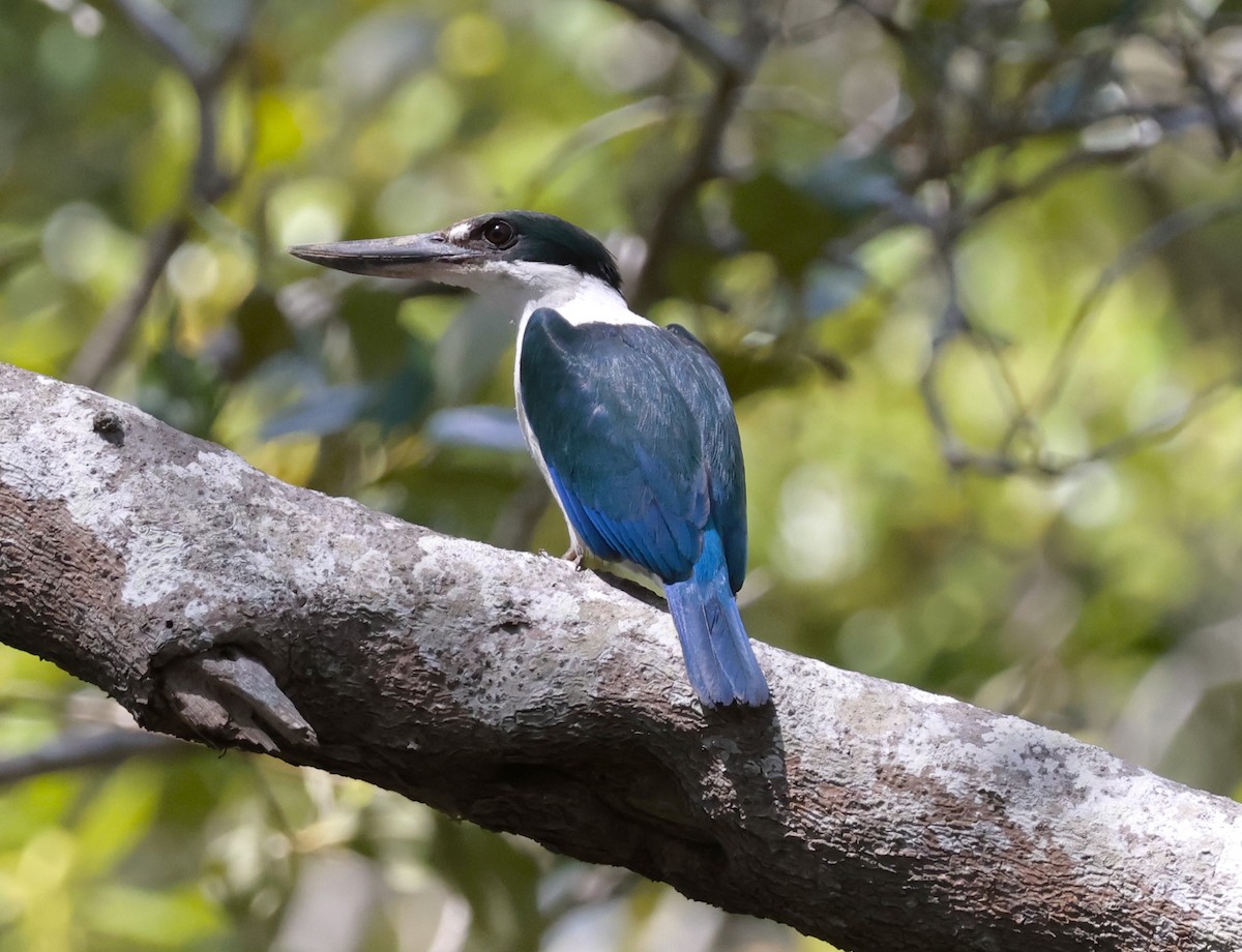 Torresian Kingfisher - ML628221050