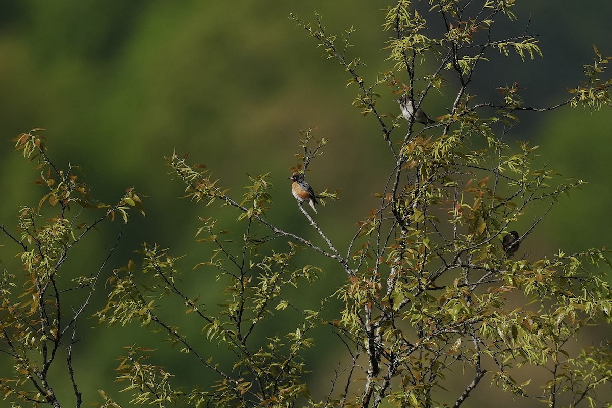 Spot-winged Starling - ML628221170