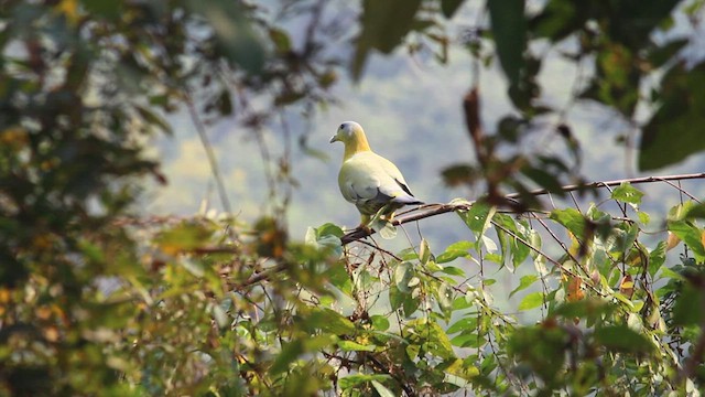 Yellow-footed Green-Pigeon - ML628221185