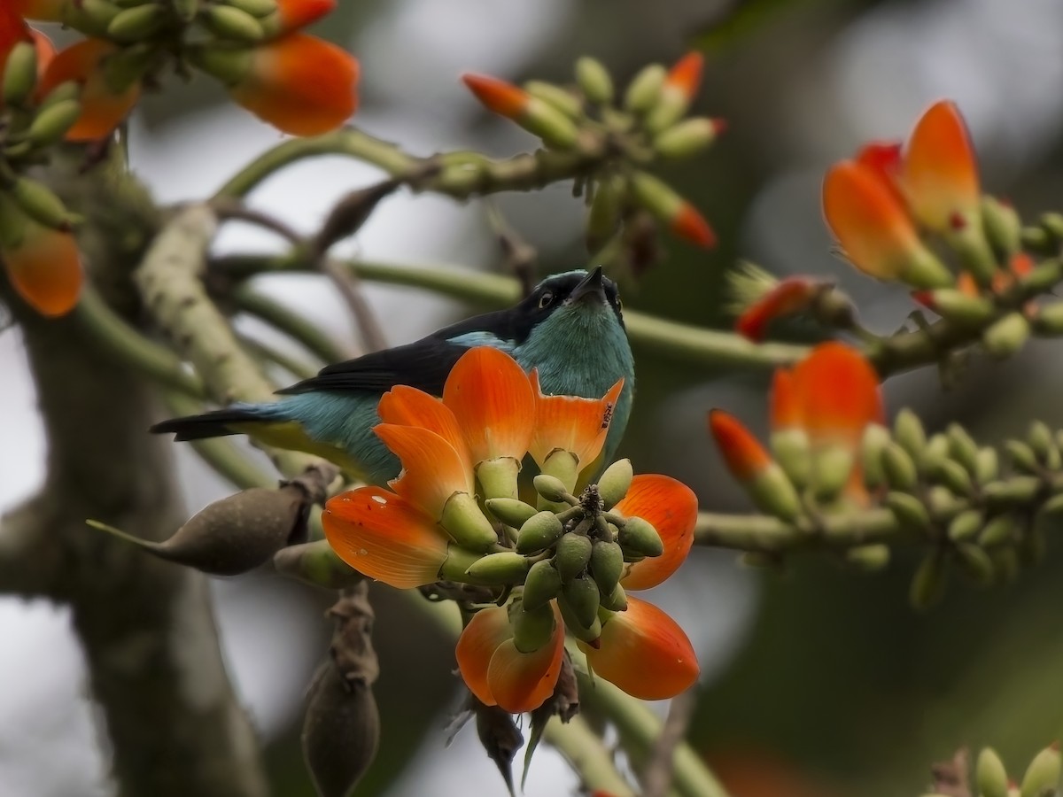 maskedaknis (egregia/aequatorialis) - ML628221245