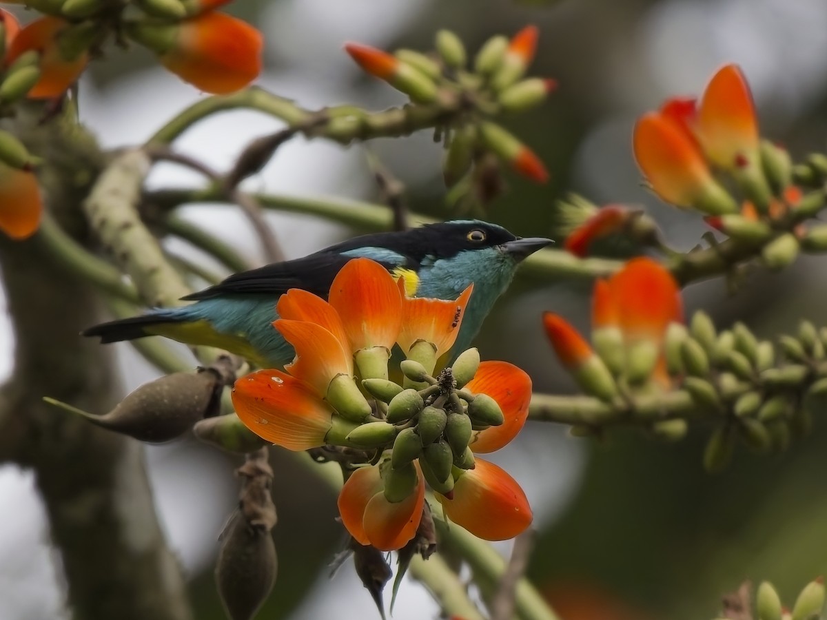 maskedaknis (egregia/aequatorialis) - ML628221246