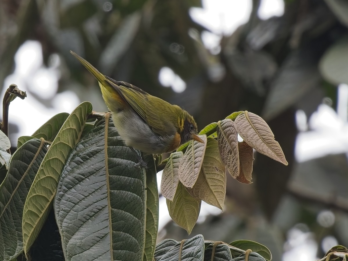 guiratanagar - ML628221253