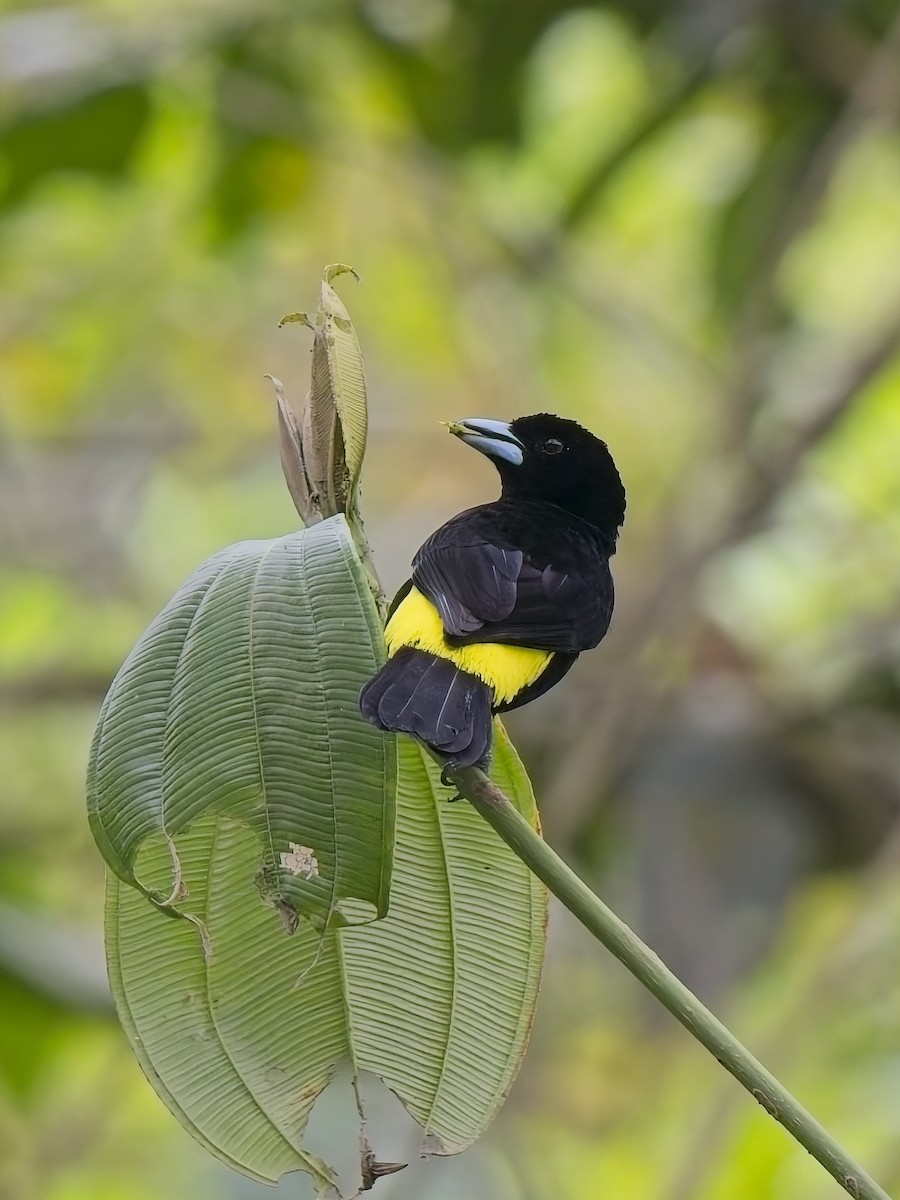 ildgumptanagar (icteronotus) - ML628221263