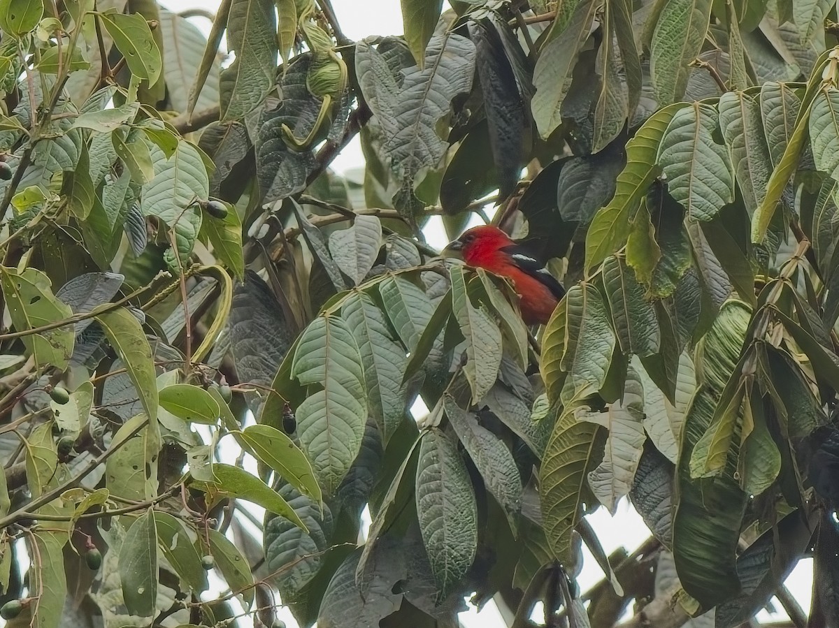 båndpiranga - ML628221290