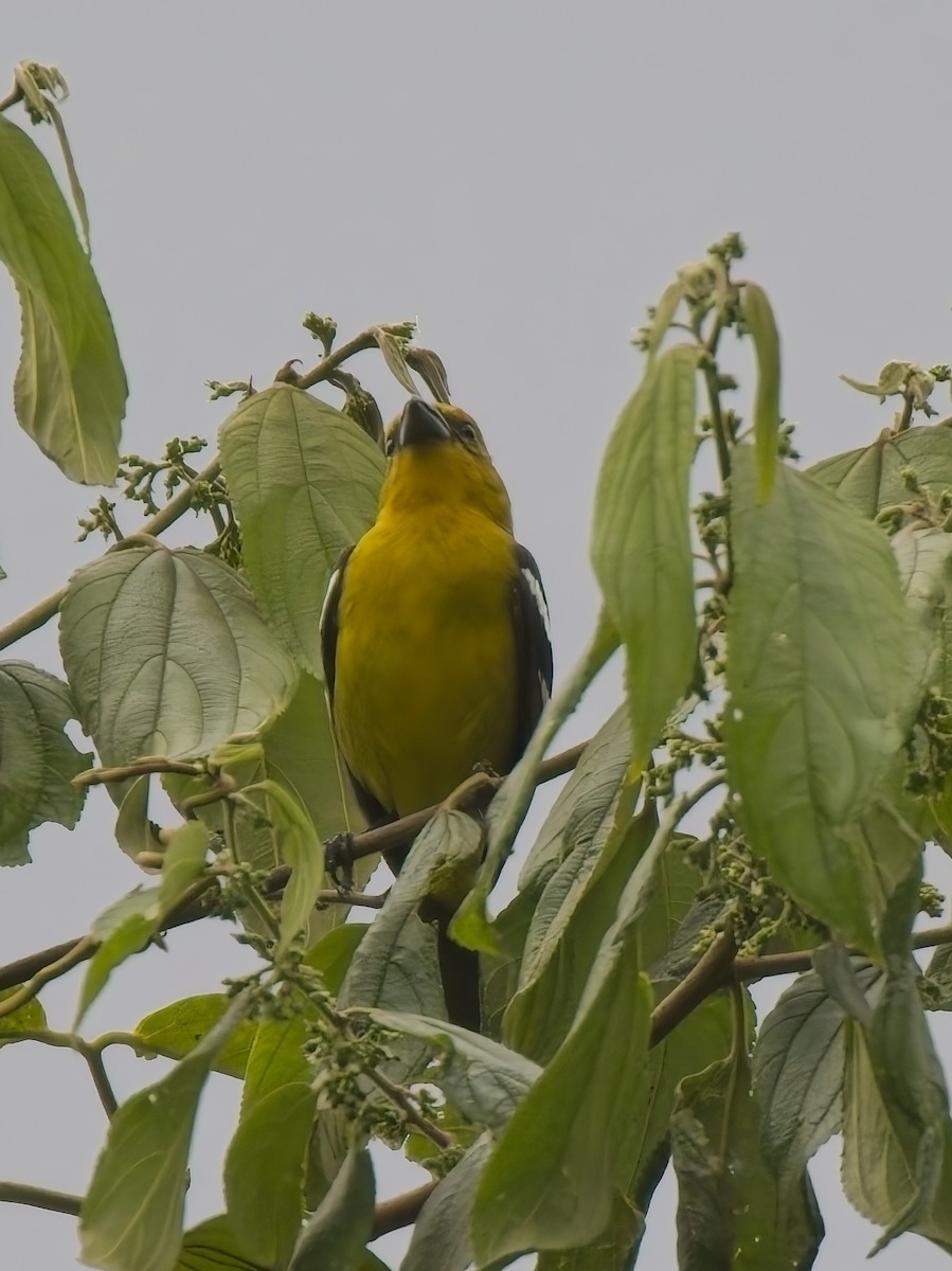 båndpiranga - ML628221292