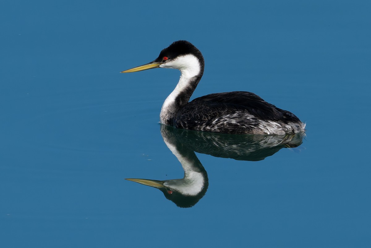 Western Grebe - ML628221388