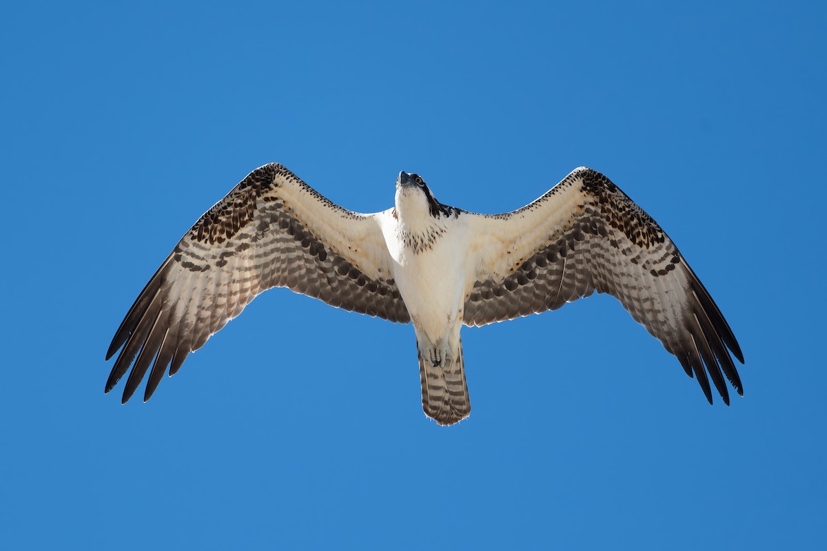Osprey - ML628221391