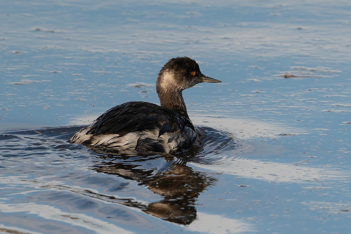 Eared Grebe - ML628221520
