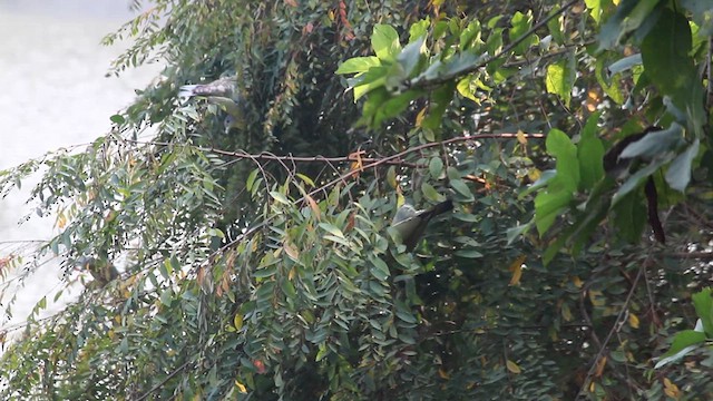 Yellow-footed Green-Pigeon - ML628221579
