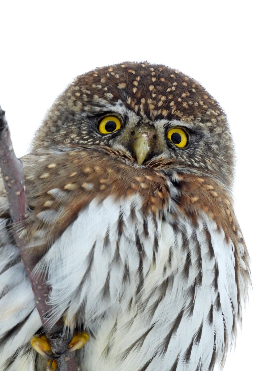 Northern Pygmy-Owl - ML628221619