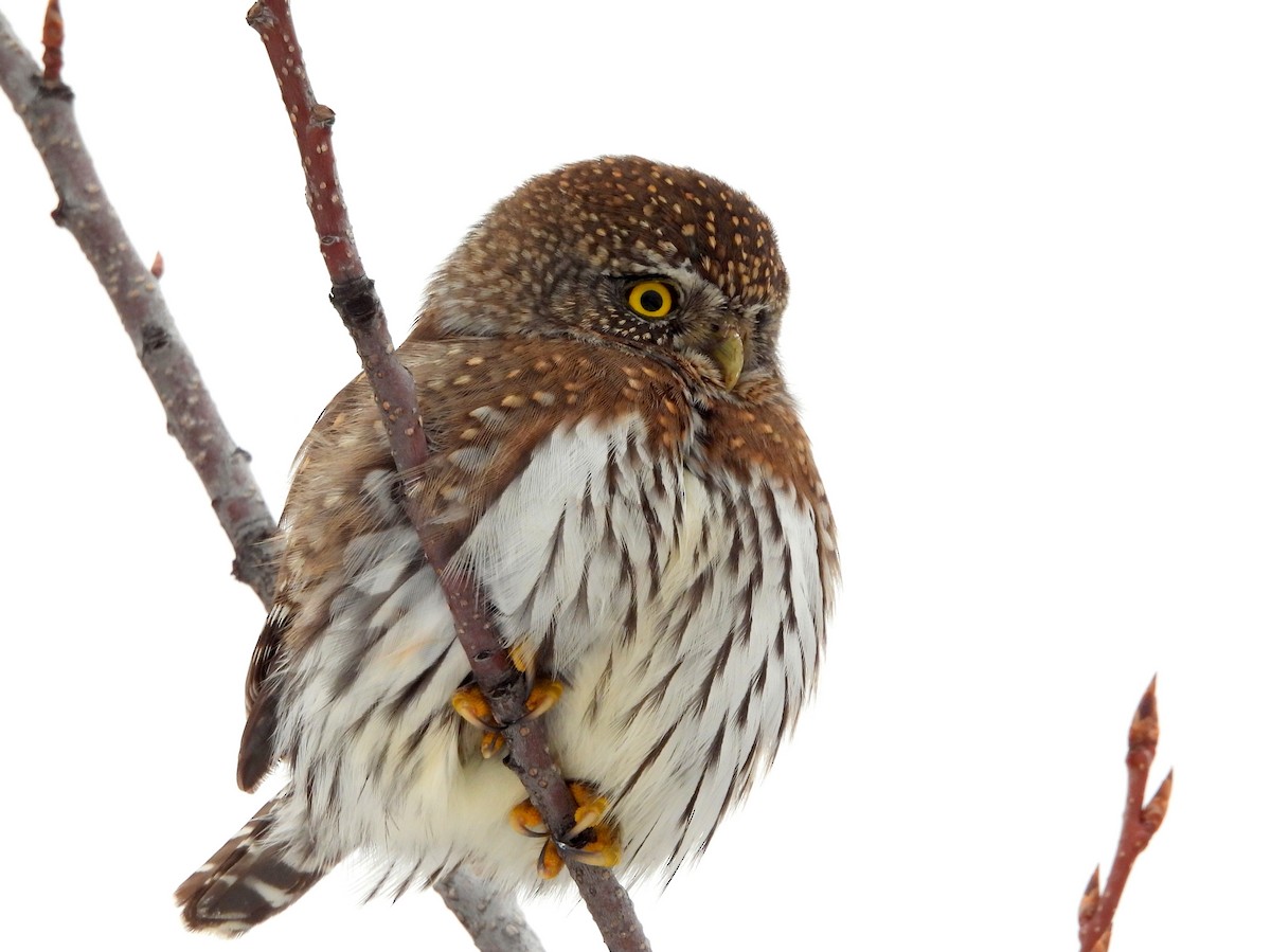 Northern Pygmy-Owl - ML628221623